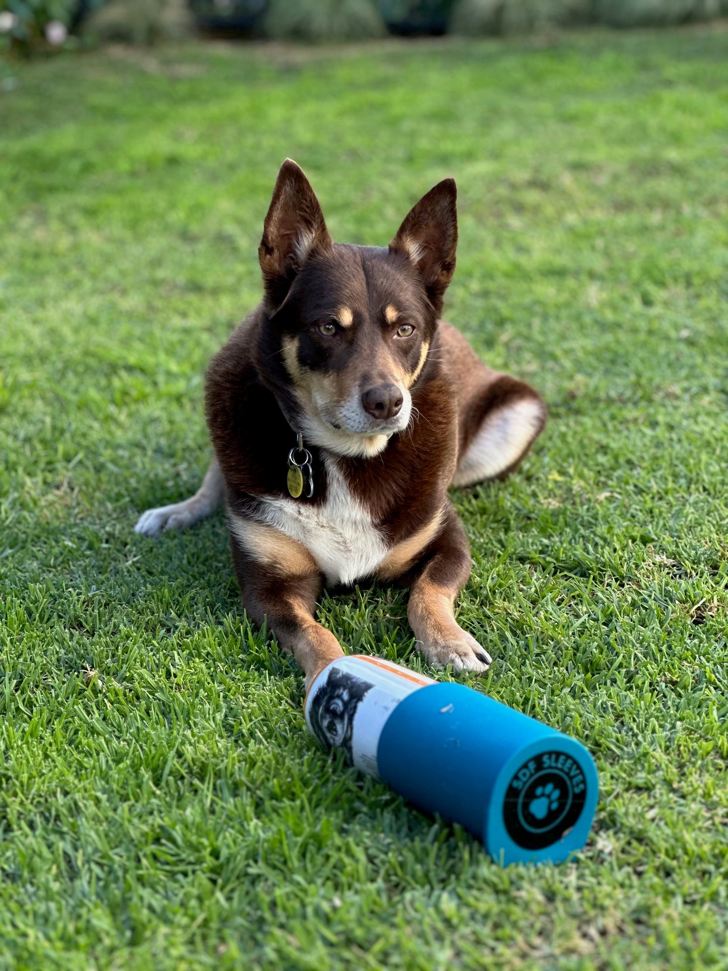 DogRollSaver